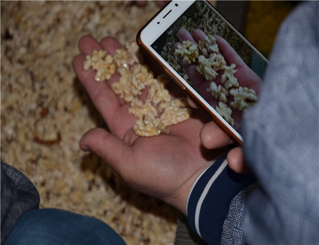 【河北】當地核桃仁去皮試驗