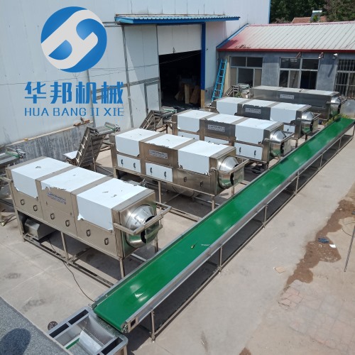 生產核桃仁去皮機 連續式運作