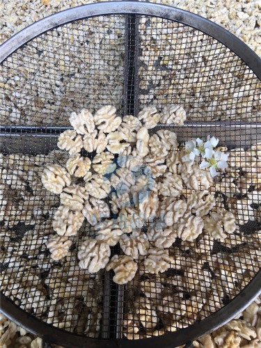 現貨發(fā) 核桃仁去皮機 華邦機械專利核桃仁脫皮設備