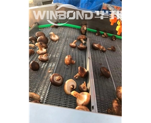 供應香菇清洗機 全套香菇加工設備 清洗瀝水風干線